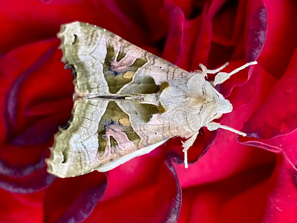 An Angle Shades moth resting on a red rose petal, the inspiration for the heroine’s costume.