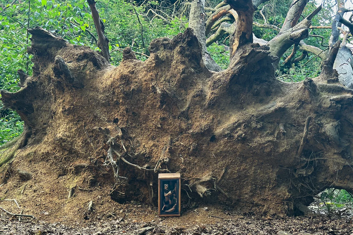 The box in situ on the Heath, tiny at the foot of a huge uprooted tree.