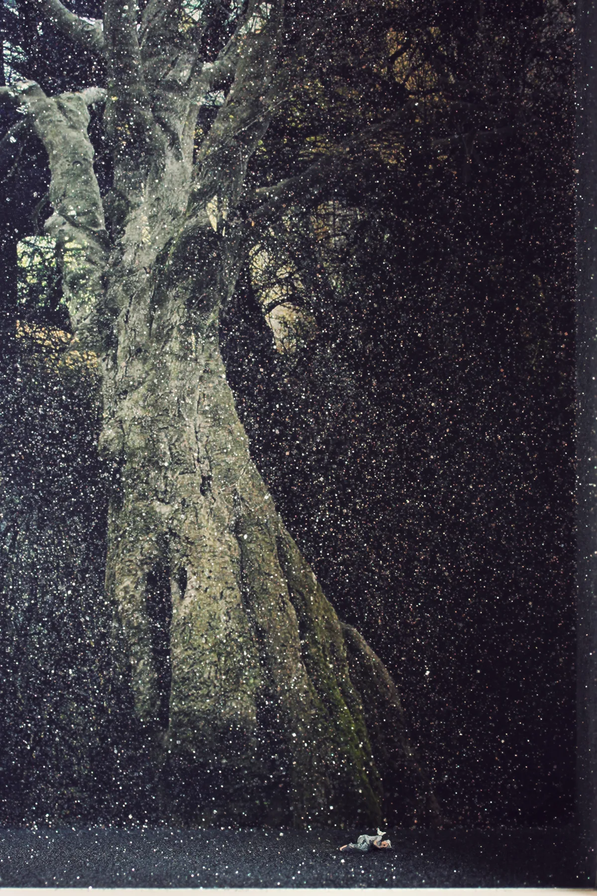 Detail: the vast tree rising above the tiny sleeper.